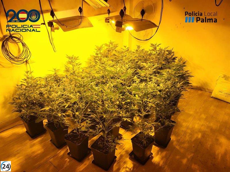 Mujer arrestada y plantación de marihuana desmantelada en Son Ferriol