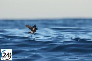 Imedea-UIB encabeza proyecto europeo para preservar a los diminutos paíños, aves marinas.