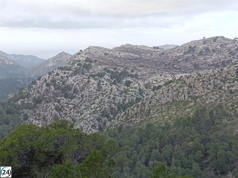 Incendio en Andratx controlado tras devorar 60 hectáreas de pinos y cañaverales.