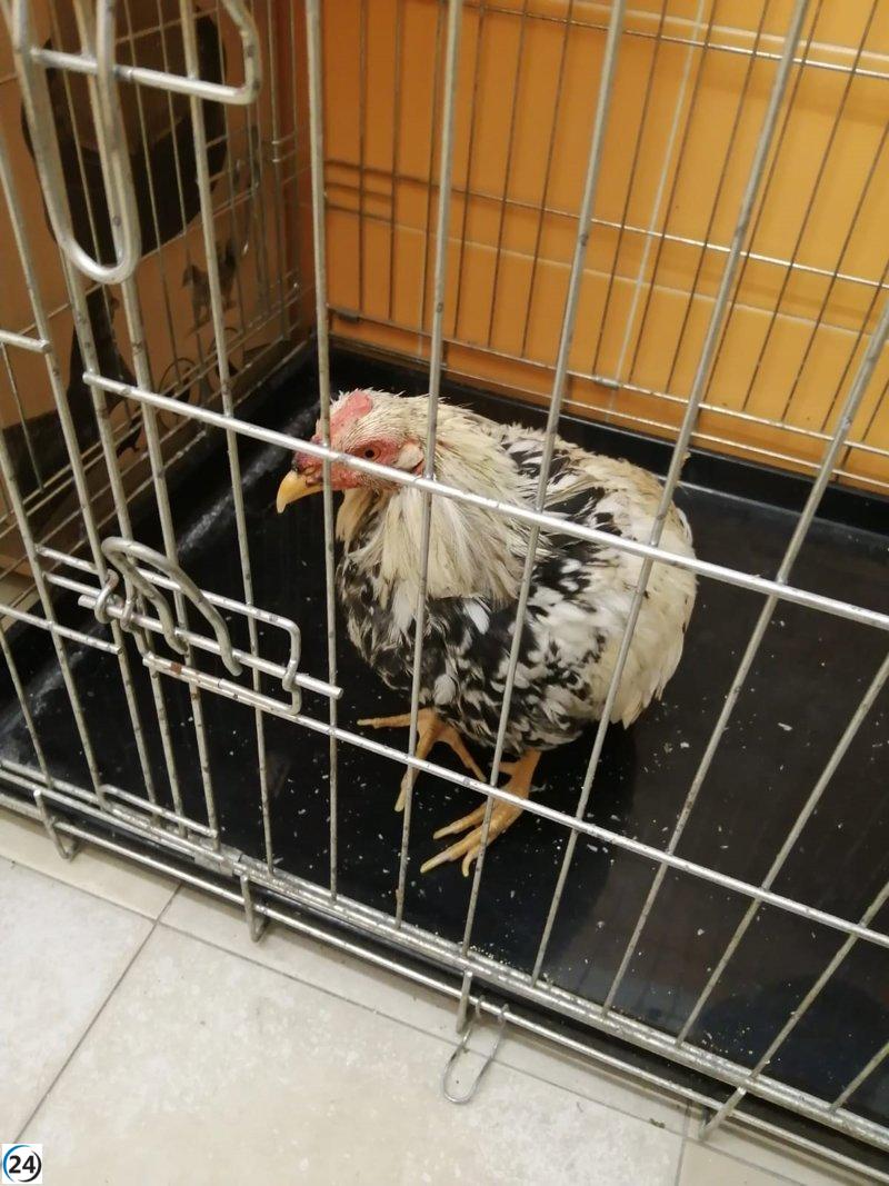 Descubren gallos mutilados en terreno invadido, empleados para peleas ilegales.