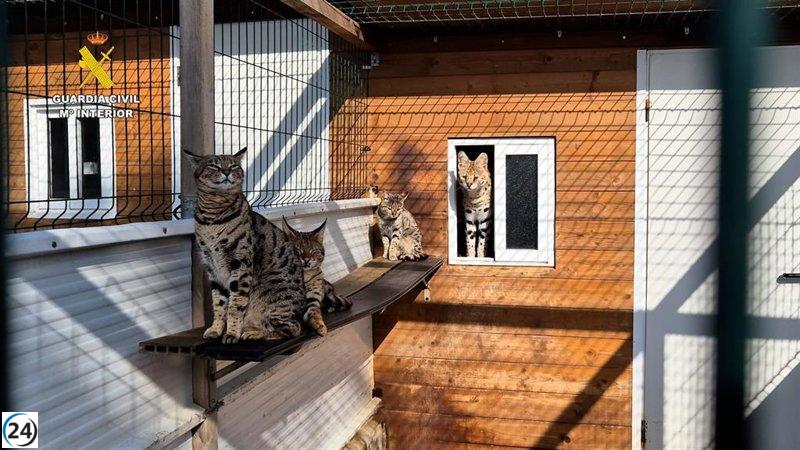 Desarticulada red de tráfico internacional de felinos: dos arrestos y un sospechoso.