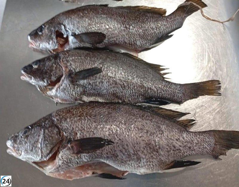Desmantelan restaurante en Ibiza por poseer 8 kilos de pescado capturado ilegalmente.