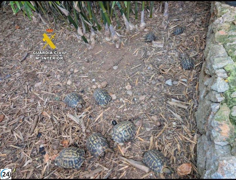 Detienen a individuo en Sant Llorenç por albergar 18 tortugas europeas en su hogar.