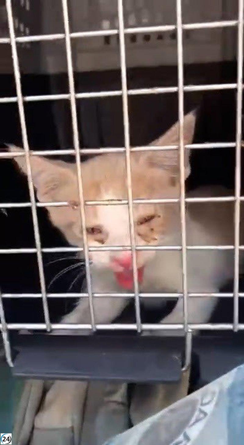 Critican a protectora de animales en Ibiza por abandonar a gato en coche bajo el sol.