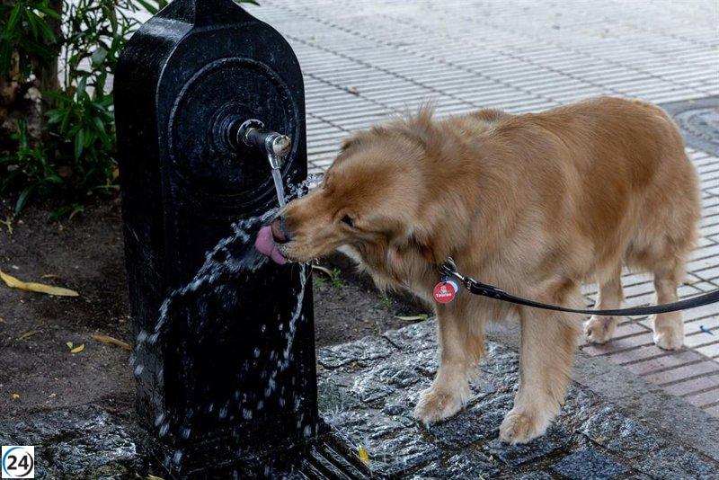 Cuida a tus mascotas en verano: prevención de golpes de calor y enfermedades en perros y gatos.
