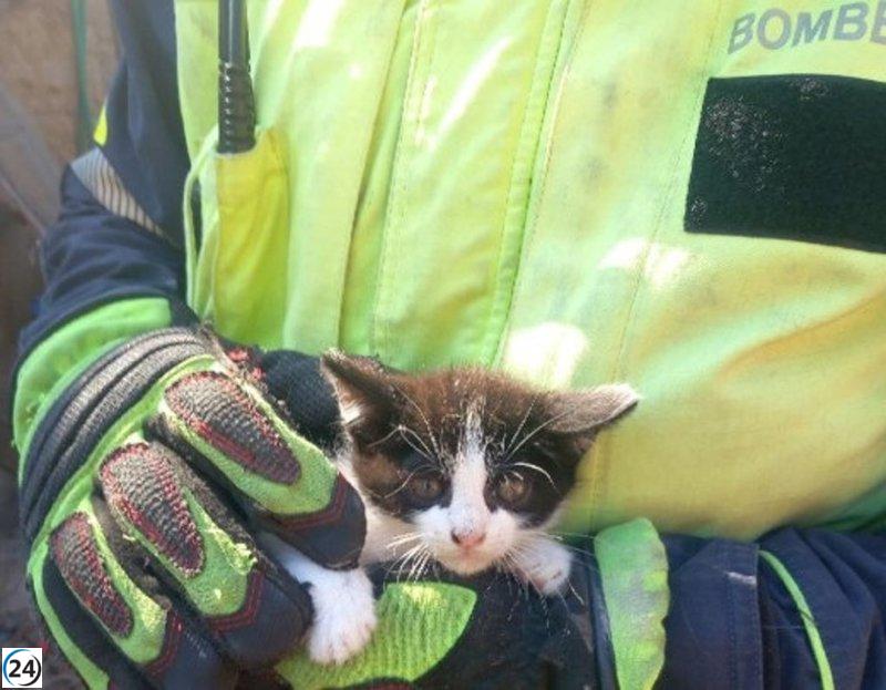Héroes de la sociedad: Bomberos salvan a un gato atrapado en cisterna de una casa deshabitada en Maria de la Salut.