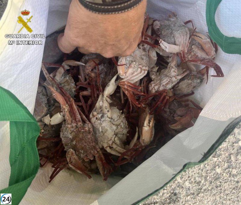 Consejo de Menorca impone multas a ocho restaurantes por servir marisco prohibido.