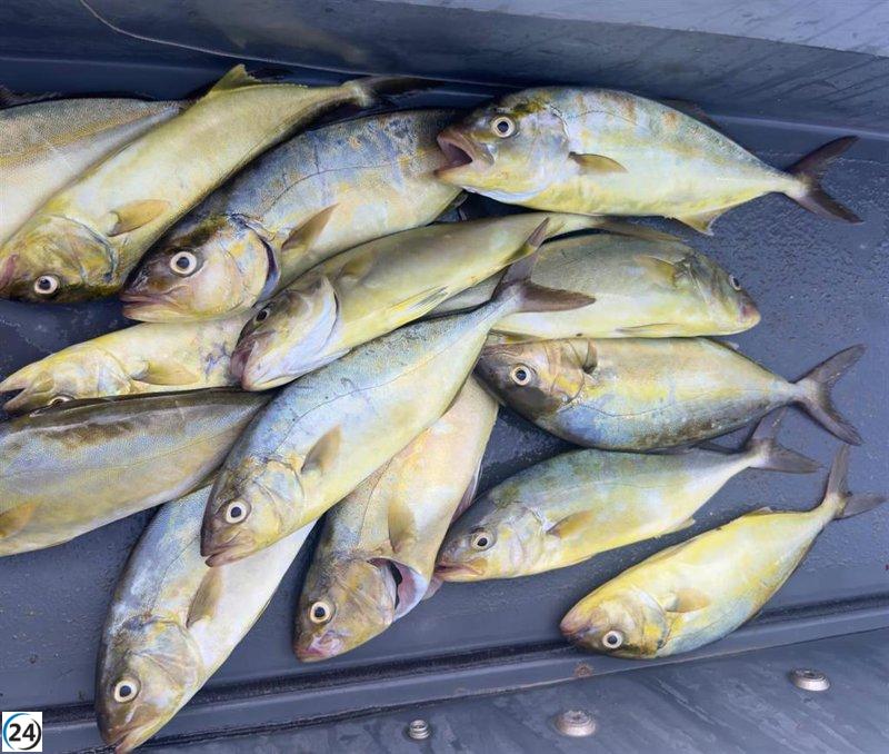 Gobierno de Ibiza incauta 14 peces limón a pescadores recreativos por no cumplir con la normativa.