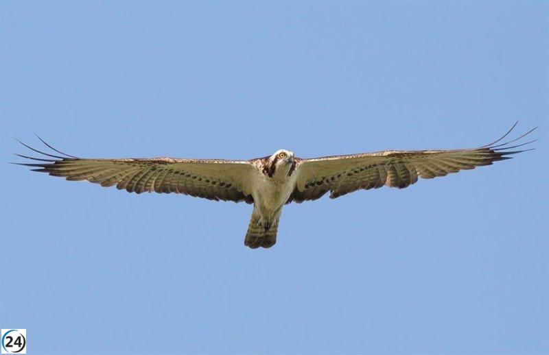 Pollos de águila pescadora nacen en Sa Dragonera después de 70 años en Mallorca.