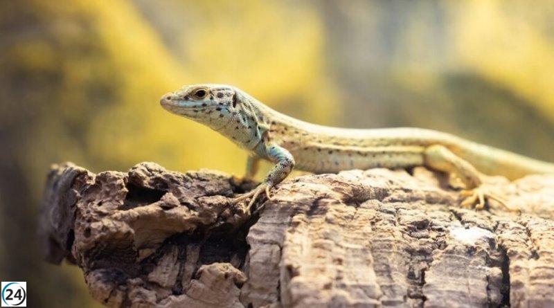 Serpientes amenazan la supervivencia de la sargantana en Ibiza y Formentera.