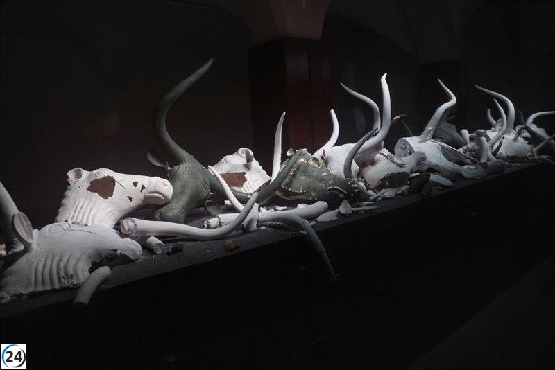 La exposición sobre la desaparición de los Bous de Costitx abre sus puertas en el Museu de Mallorca.