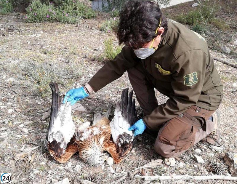 El Govern identifica tres casos de milanos reales envenenados en cotos de caza de Mallorca.