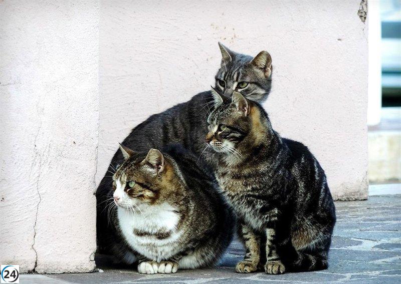 Denuncian riesgo de eutanasia clandestina de gatos en refugio de Mallorca.