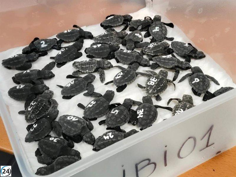 Emergen los primeros ejemplares de tortuga marina en Es Cavallet, Ibiza, tras el nido hallado en agosto.
