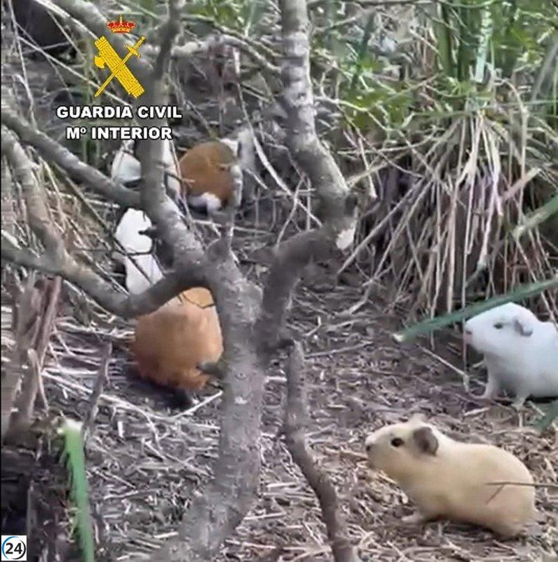 La Guardia Civil indaga a un individuo por abandonar cobayas en una propiedad en Ciutadella.