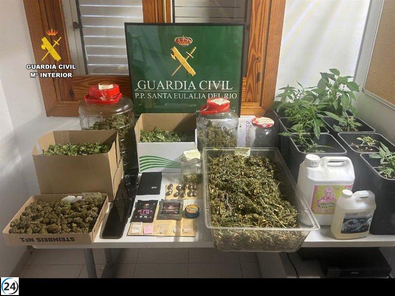 Capturan al líder de un cultivo ilegal de marihuana en Santa Eulària.