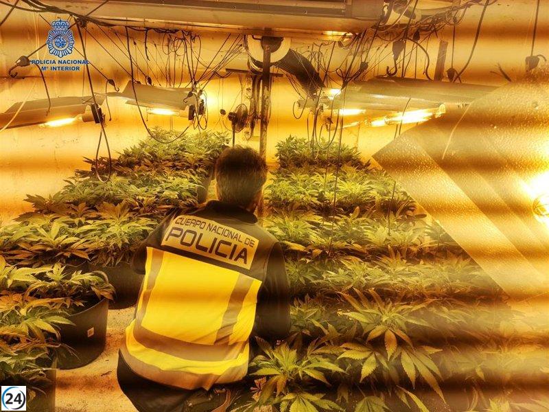 Clan familiar detenido por tráfico de drogas en Mallorca: 12 arrestados y 5 en prisión.