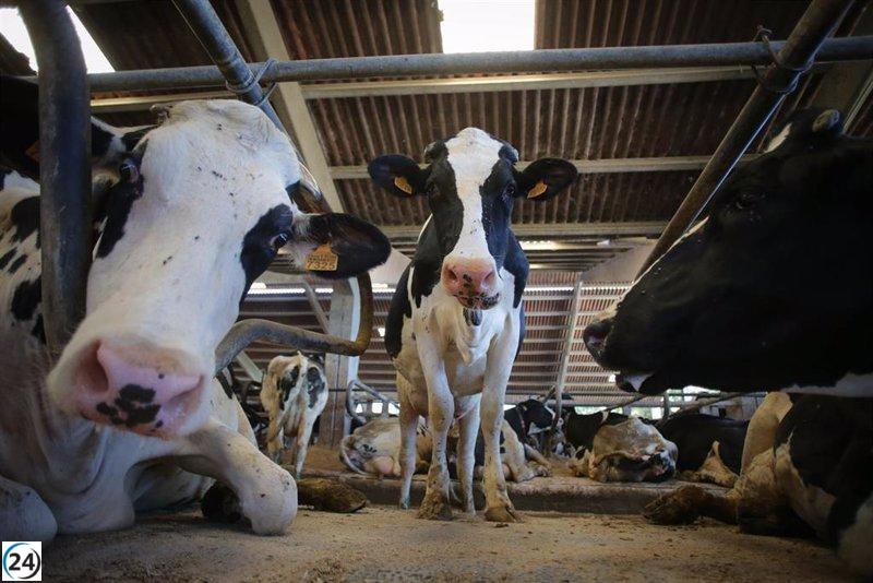 Agama insta a los residentes de Mallorca a respaldar a las granjas locales comprando leche de la isla
