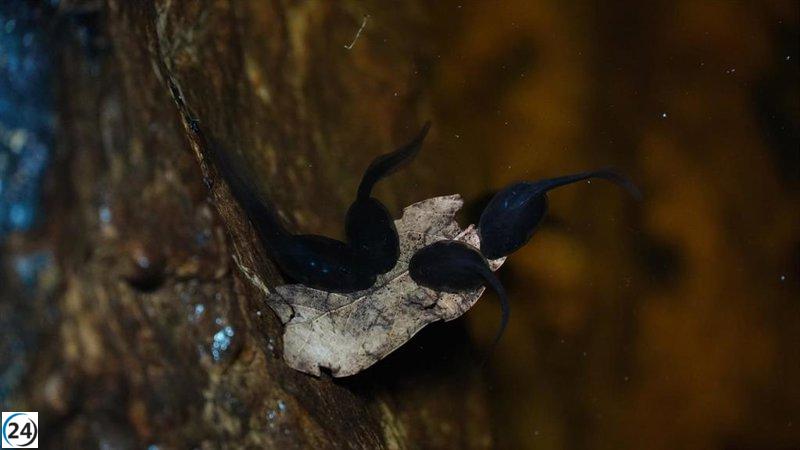 Cambios climáticos reducen drásticamente población de larvas de ferreret
