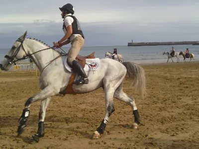 La espectacular carrera de caballos hippodrome en la Playa de Palma