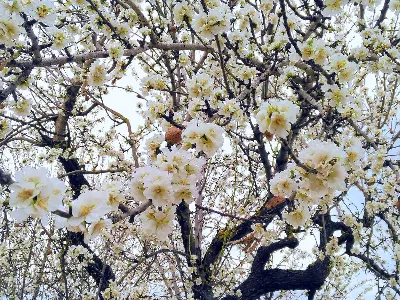 La ruta de las almendras en Mallorca: un paseo por los campos floridos de invierno