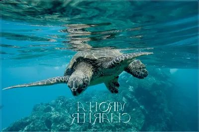 La fauna salvaje de Ibiza que debes conocer