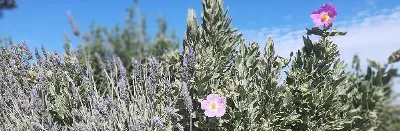 La flora endémica de las islas Baleares