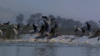 Observa las aves migratorias en la isla de Cabrera