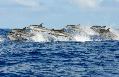 La conservación de las ballenas y delfines en el Mediterráneo