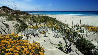 Explora las dunas de arena de Formentera