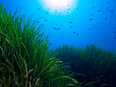 La importancia del cuidado de la Posidonia en las aguas de Baleares