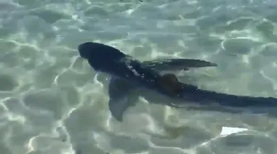 Una experiencia única: avistamiento de tiburones en las aguas de Mallorca