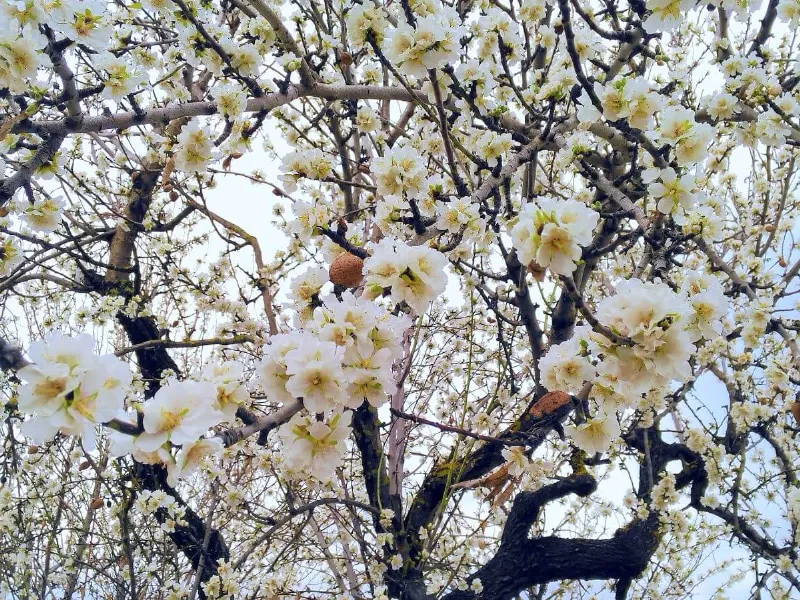 La ruta de las almendras en Mallorca: un paseo por los campos floridos de invierno