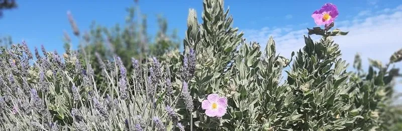 La flora endémica de las islas Baleares