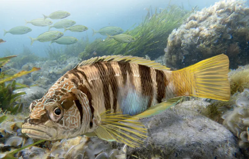 Conoce la fauna y flora marina de las Reservas Marinas de Baleares